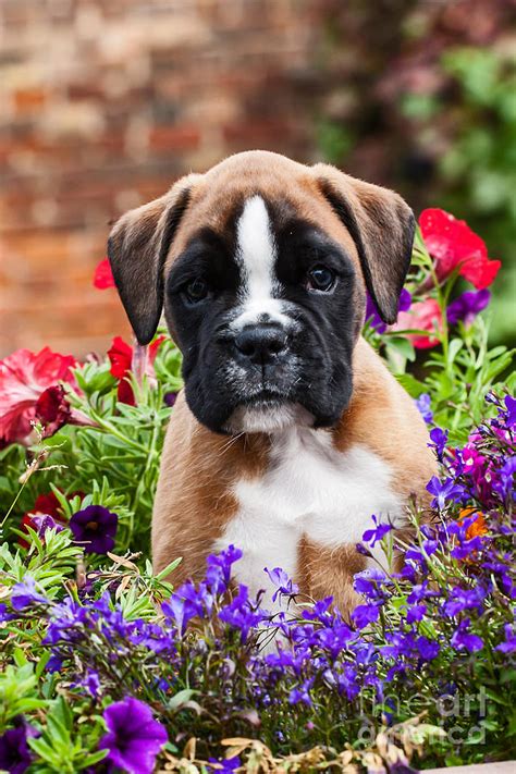 Little Boxer Dog Puppy In Violett Flowes Photograph By Doreen Zorn