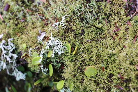 Lichens And Mosses On A Branch Stock Photo Download Image Now Istock