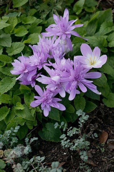 Maybe you would like to learn more about one of these? Buy autumn crocus / naked ladies bulb Colchicum Waterlily ...