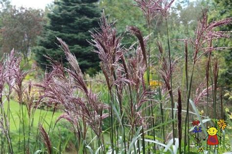 Check spelling or type a new query. Miscanthus sinensis 'New Hybrids' - Raunas stādi