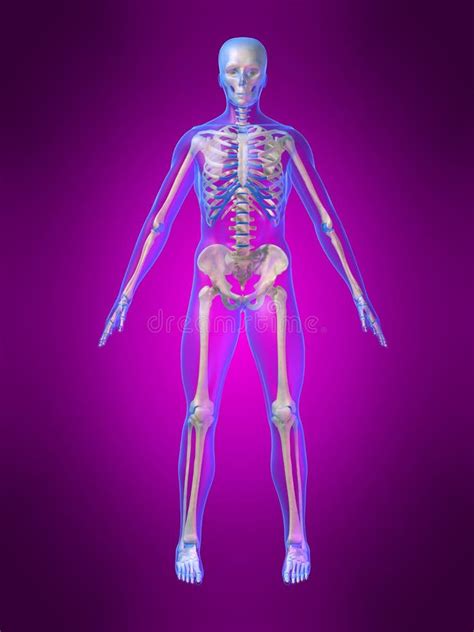 Human Skeleton Stock Illustration Illustration Of Biology 2809922
