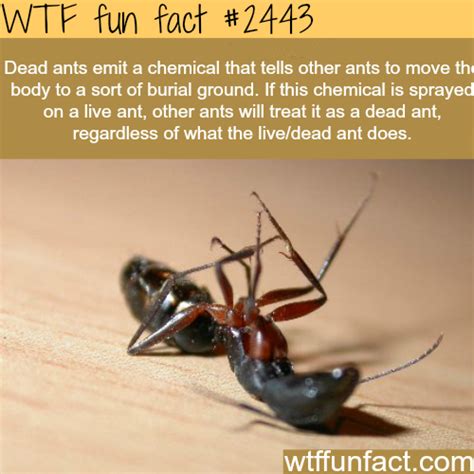 Dead Ants Chemical Wtf Fun Facts Funny Facts Wtf Fun Facts Weird