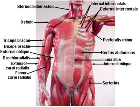 Understand the human torso with full + half sized models of the muscles, body structures + organs. Torso Muscles