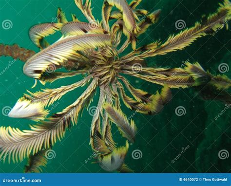 Underwater Marine Life Stock Photo Image Of Detail Aquatic 4640072