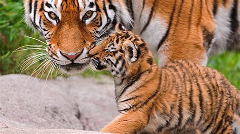 Hd Wallpaper Cute Baby Tiger Cubs With Mom Picture Animal Themes