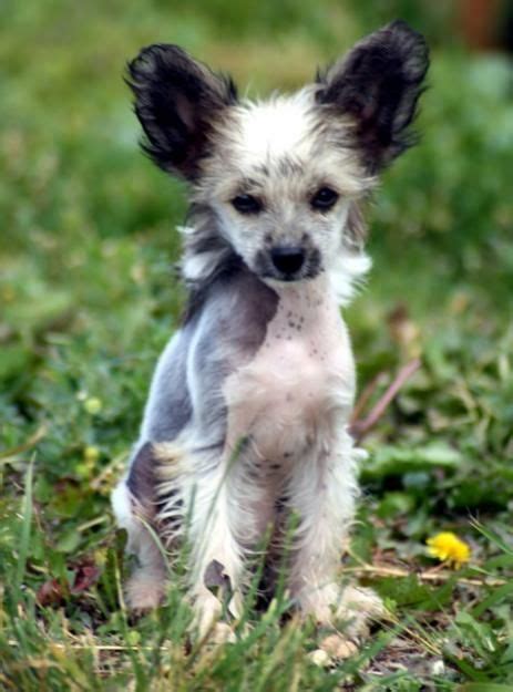 Crested Chinese Crested Puppy Chinese Crested Dog Chinese Crested