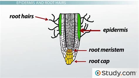 Primary Root Tissue Root Hairs And The Plant Vascular Cylinder Video