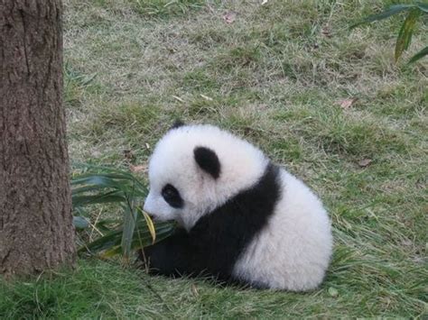 Cute Baby Panda Too Cute To Bear
