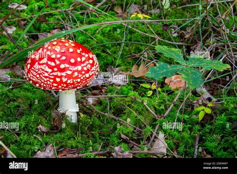 Top View Of Fly Agaric Mushroom Red With White Dots High Angle View