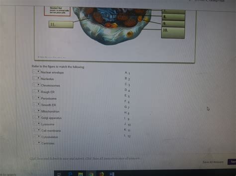 Your brain is the control center of your body. Solved: QUESTION 8 Eukaryotic Cell Structure -Animal Cell ...