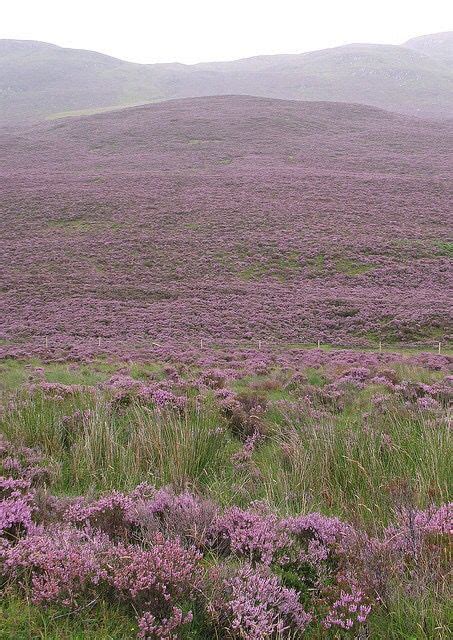 Heather The Magical Moors Beautiful World Beautiful Places Lovely