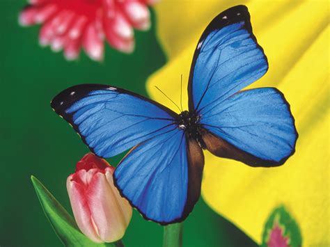 A Beautiful Blue Butterfly Wallpapers And Images Wallpapers Pictures