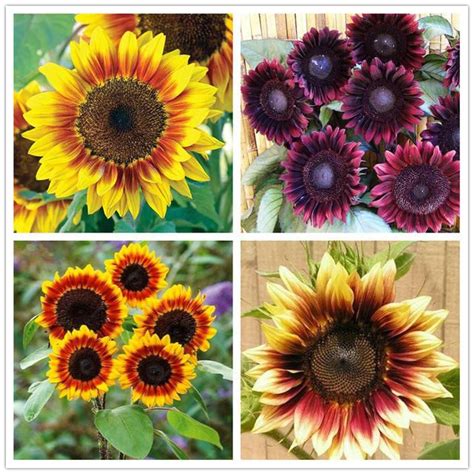 Guests will twice appreciate a seed packet as a keepsake—first as a wedding souvenir and again once the flowers grow and bloom. Egrow 40Pcs/Pack Dwarf Sunflower Seeds Rare Indoor Flower ...