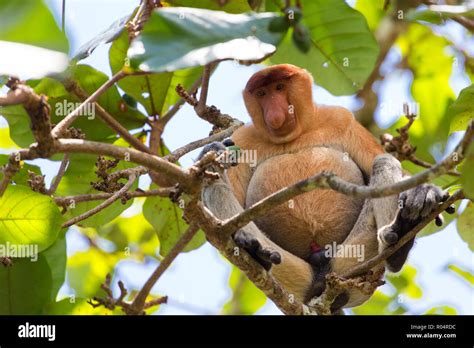 Proboscis Monkey Climbing Tree Branches In The Wild Borneo Jungle Stock Photo Alamy