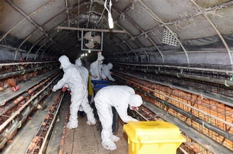 살충제 계란 농가 2곳 추가 확인전체 4곳으로 늘어 네이트 뉴스