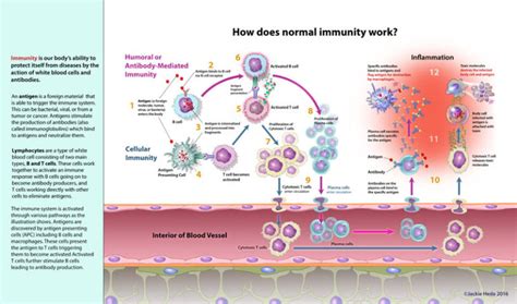 Immunity Jackie Heda Biomedical And Scientific Visuals