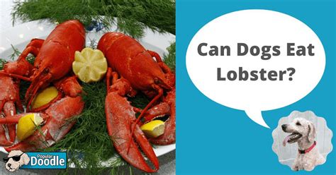 Can Dogs Eat Lobster Pet Help Reviews Uk