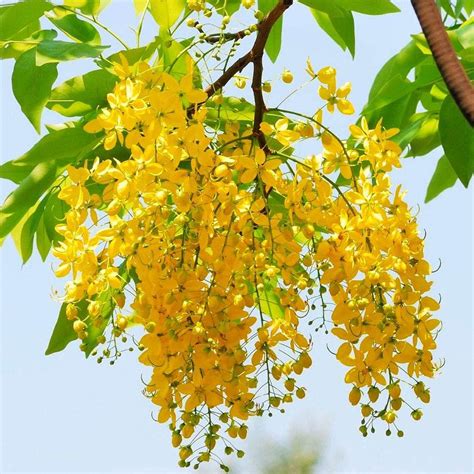 Aiden Gardens Cassia Fistula Golden Shower Tree Ornamental Tree Yellow Kanikonna 2 Healthy Live