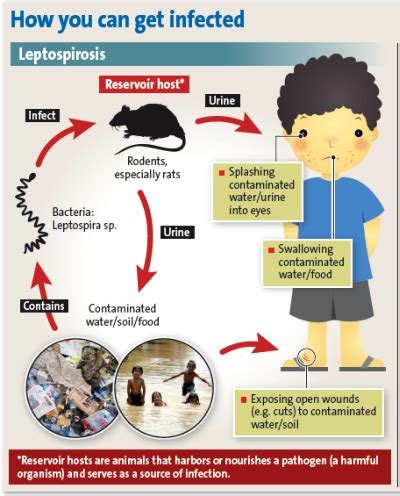 Epidemiologi Leptospirosis The Indonesian Public Health