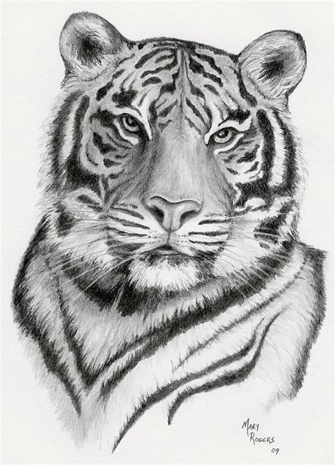 Tiger Drawing By Mary Rogers Fine Art America