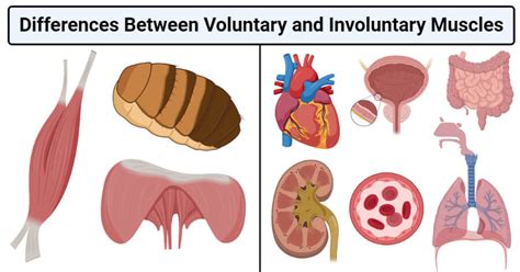 Voluntary Vs Involuntary Muscles 16 Differences Examples
