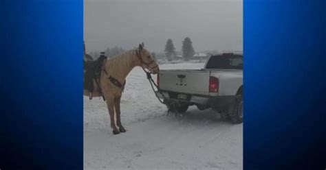 Video Of A Horse Dragged By A Truck Leads To Animal Abuse Investigation