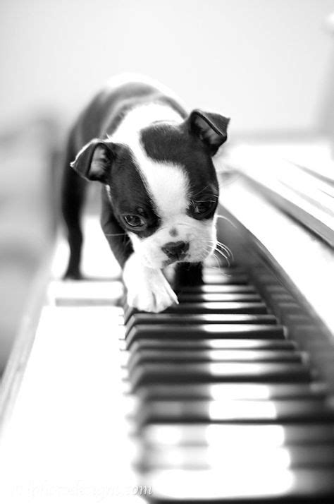 29 Animals And Pianos Ideas Animals Cute Animals Pets