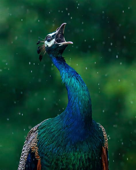 All About The Indian Peafowl Nature Infocus