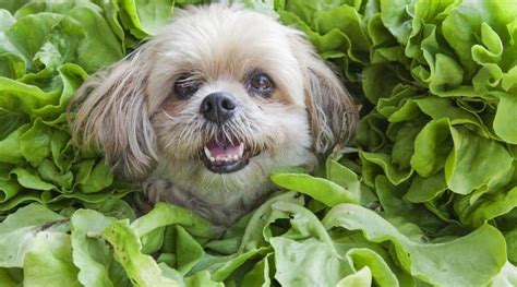 Can Dogs Eat Lettuce Is It Bad For Dogs Love Your Dog