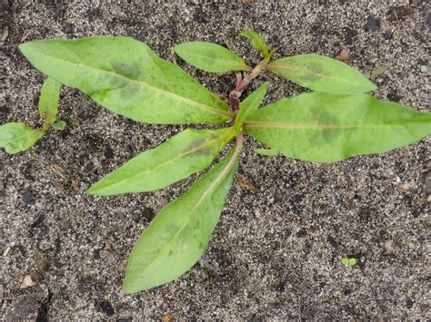 Zevenblad heeft een samengesteld blad, meestal uit drie, vijf, zeven of soms negen deelblaadjes. Tuinieren