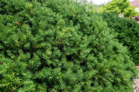 10 Best Evergreens For Privacy Screens And Hedges