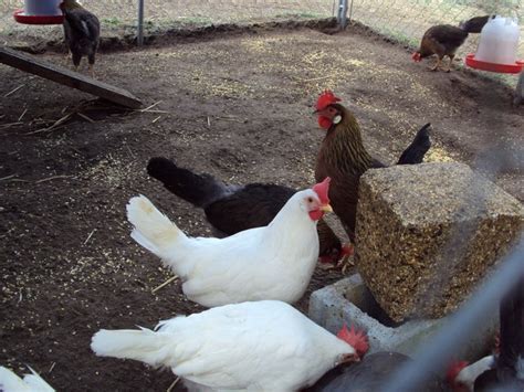 White Leghorn Chickens Baby Chicks For Sale Cackle Hatchery