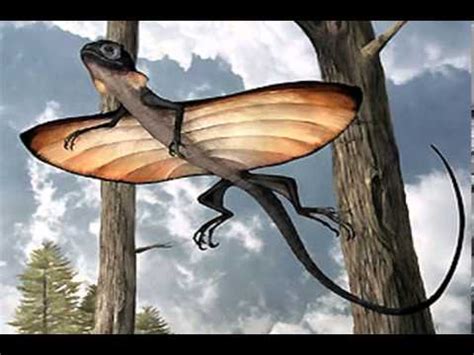 Jun 14, 2021 · lizard pokémon とかげポケモン. flying dragon lizard facts - YouTube