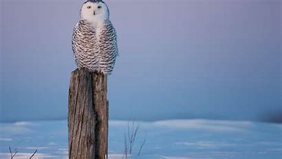 Desktop Bagus Snow Paling Nature Owl