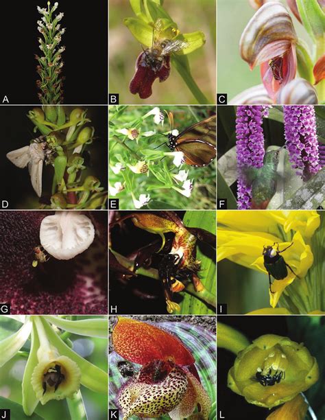 Examples Of The Diversity Of Orchid Pollination Strategies A Download Scientific Diagram