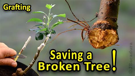 Grafting Fruit Trees 3 Methods To Save A Broken Tree Variety With