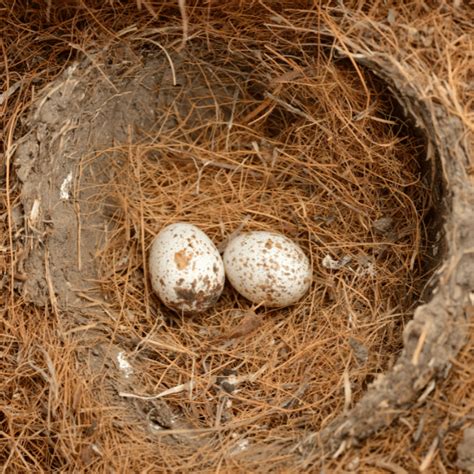 How Long Does It Take Cardinal Eggs To Hatch Backyard Bird Watchers