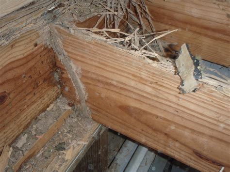The average pest control company will charge you from around $70 to $100 for each visit they make to your home. Formosan Termite Damage to floor board - Palmetto ...