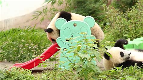 Panda Cub Glides Down Slide Watch Now