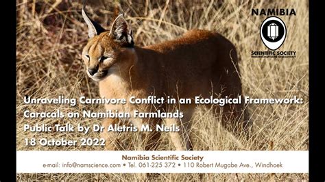Presentation Unraveling Carnivore Conflict In An Ecological Framework