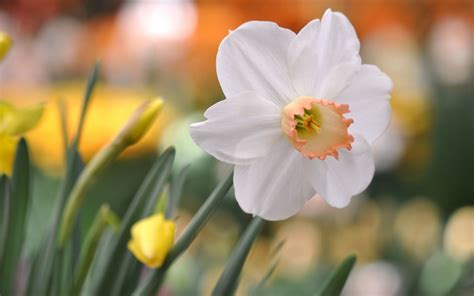 flower daffodil glare - HD Desktop Wallpapers | 4k HD