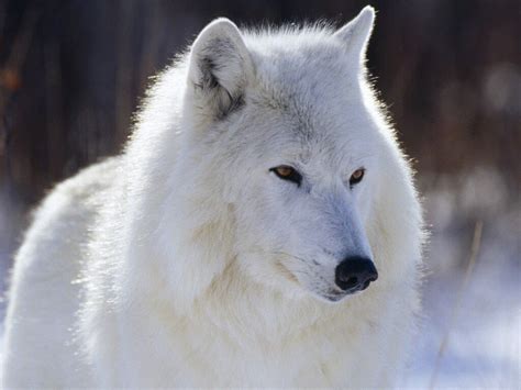 Wild White Wolf Free Image Download