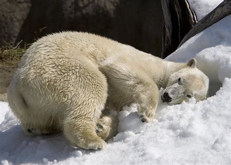 Male Polar Bear Kills Female During Mating Attempt At