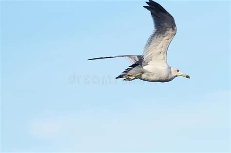 Sea Gull Bird Flying Under Blue Sky Stock Image Image Of Bird