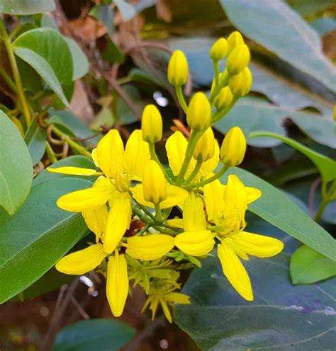 Philippines Yellow Thryallis Flower Evergreen Flowering Shrubs