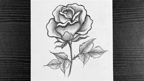 How To Draw Rose Flower With Pencil Beautiful Rose Pencil Drawing