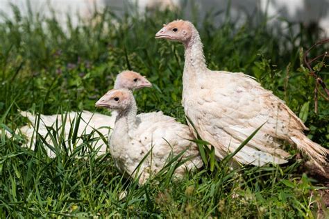 White Baby Turkeys In Nature Stock Image Image Of Grenn Farm 182174013