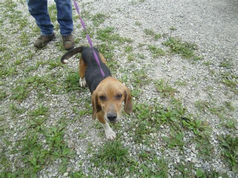 Union County Animal Shelter Ohio Country Roads Animal