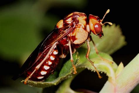 Large Flying Insect Wasp Flickr Photo Sharing