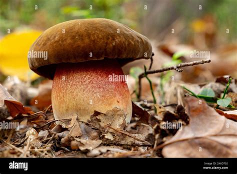 Boletus Luridus Suillellus Luridus Close Up Shot Of Forest Mushroom